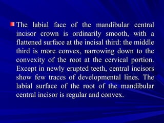 The labial face of the mandibular centralThe labial face of the mandibular central
incisor crown is ordinarily smooth, with aincisor crown is ordinarily smooth, with a
flattened surface at the incisal third: the middleflattened surface at the incisal third: the middle
third is more convex, narrowing down to thethird is more convex, narrowing down to the
convexity of the root at the cervical portion.convexity of the root at the cervical portion.
Except in newly erupted teeth, central incisorsExcept in newly erupted teeth, central incisors
show few traces of developmental lines. Theshow few traces of developmental lines. The
labial surface of the root of the mandibularlabial surface of the root of the mandibular
central incisor is regular and convex.central incisor is regular and convex.
 