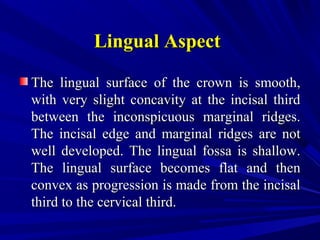 Lingual AspectLingual Aspect
The lingual surface of the crown is smooth,The lingual surface of the crown is smooth,
with very slight concavity at the incisal thirdwith very slight concavity at the incisal third
between the inconspicuous marginal ridges.between the inconspicuous marginal ridges.
The incisal edge and marginal ridges are notThe incisal edge and marginal ridges are not
well developed. The lingual fossa is shallow.well developed. The lingual fossa is shallow.
The lingual surface becomes flat and thenThe lingual surface becomes flat and then
convex as progression is made from the incisalconvex as progression is made from the incisal
third to the cervical third.third to the cervical third.
 