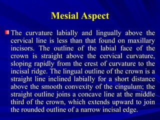 Mesial AspectMesial Aspect
The curvature labially and lingually above theThe curvature labially and lingually above the
cervical line is less than that found on maxillarycervical line is less than that found on maxillary
incisors. The outline of the labial face of theincisors. The outline of the labial face of the
crown is straight above the cervical curvature,crown is straight above the cervical curvature,
sloping rapidly from the crest of curvature to thesloping rapidly from the crest of curvature to the
incisal ridge. The lingual outline of the crown is aincisal ridge. The lingual outline of the crown is a
straight line inclined labially for a short distancestraight line inclined labially for a short distance
above the smooth convexity of the cingulum; theabove the smooth convexity of the cingulum; the
straight outline joins a concave line at the middlestraight outline joins a concave line at the middle
third of the crown, which extends upward to jointhird of the crown, which extends upward to join
the rounded outline of a narrow incisal edge.the rounded outline of a narrow incisal edge.
 