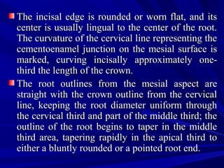 The incisal edge is rounded or worn flat, and itsThe incisal edge is rounded or worn flat, and its
center is usually lingual to the center of the root.center is usually lingual to the center of the root.
The curvature of the cervical line representing theThe curvature of the cervical line representing the
cementoenamel junction on the mesial surface iscementoenamel junction on the mesial surface is
marked, curving incisally approximately one-marked, curving incisally approximately one-
third the length of the crown.third the length of the crown.
The root outlines from the mesial aspect areThe root outlines from the mesial aspect are
straight with the crown outline from the cervicalstraight with the crown outline from the cervical
line, keeping the root diameter uniform throughline, keeping the root diameter uniform through
the cervical third and part of the middle third; thethe cervical third and part of the middle third; the
outline of the root begins to taper in the middleoutline of the root begins to taper in the middle
third area, tapering rapidly in the apical third tothird area, tapering rapidly in the apical third to
either a bluntly rounded or a pointed root end.either a bluntly rounded or a pointed root end.
 