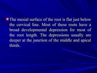 The mesial surface of the root is flat just belowThe mesial surface of the root is flat just below
the cervical line. Most of these roots have athe cervical line. Most of these roots have a
broad developmental depression for most ofbroad developmental depression for most of
the root length. The depressions usually arethe root length. The depressions usually are
deeper at the junction of the middle and apicaldeeper at the junction of the middle and apical
thirds.thirds.
 