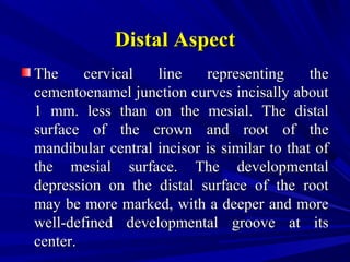 Distal AspectDistal Aspect
The cervical line representing theThe cervical line representing the
cementoenamel junction curves incisally aboutcementoenamel junction curves incisally about
1 mm. less than on the mesial. The distal1 mm. less than on the mesial. The distal
surface of the crown and root of thesurface of the crown and root of the
mandibular central incisor is similar to that ofmandibular central incisor is similar to that of
the mesial surface. The developmentalthe mesial surface. The developmental
depression on the distal surface of the rootdepression on the distal surface of the root
may be more marked, with a deeper and moremay be more marked, with a deeper and more
well-defined developmental groove at itswell-defined developmental groove at its
center.center.
 