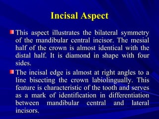 Incisal AspectIncisal Aspect
This aspect illustrates the bilateral symmetryThis aspect illustrates the bilateral symmetry
of the mandibular central incisor. The mesialof the mandibular central incisor. The mesial
half of the crown is almost identical with thehalf of the crown is almost identical with the
distal half. It is diamond in shape with fourdistal half. It is diamond in shape with four
sides.sides.
The incisal edge is almost at right angles to aThe incisal edge is almost at right angles to a
line bisecting the crown labiolingually. Thisline bisecting the crown labiolingually. This
feature is characteristic of the tooth and servesfeature is characteristic of the tooth and serves
as a mark of identification in differentiationas a mark of identification in differentiation
between mandibular central and lateralbetween mandibular central and lateral
incisors.incisors.
 