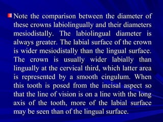 Note the comparison between the diameter ofNote the comparison between the diameter of
these crowns labiolingually and their diametersthese crowns labiolingually and their diameters
mesiodistally. The labiolingual diameter ismesiodistally. The labiolingual diameter is
always greater.always greater. The labial surface of the crownThe labial surface of the crown
is wider mesiodistally than the lingual surface.is wider mesiodistally than the lingual surface.
The crown is usually wider labially thanThe crown is usually wider labially than
lingually at the cervical third, which latter arealingually at the cervical third, which latter area
is represented by a smooth cingulum. Whenis represented by a smooth cingulum. When
this tooth is posed from the incisal aspect sothis tooth is posed from the incisal aspect so
that the line of vision is on a line with the longthat the line of vision is on a line with the long
axis of the tooth, more of the labial surfaceaxis of the tooth, more of the labial surface
may be seen than of the lingual surface.may be seen than of the lingual surface.
 