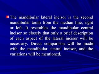 The mandibular lateral incisor is the secondThe mandibular lateral incisor is the second
mandibular tooth from the median line, rightmandibular tooth from the median line, right
or left. It resembles the mandibular centralor left. It resembles the mandibular central
incisor so closely that only a brief descriptionincisor so closely that only a brief description
of each aspect of the lateral incisor will beof each aspect of the lateral incisor will be
necessary. Direct comparison will be madenecessary. Direct comparison will be made
with the mandibular central incisor, and thewith the mandibular central incisor, and the
variations will be mentioned.variations will be mentioned.
 