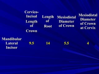 Cervico-Cervico-
IncisalIncisal
LengthLength
ofof
CrownCrown
LengthLength
ofof
RootRoot
MesiodistalMesiodistal
DiameterDiameter
of Crownof Crown
MesiodistalMesiodistal
DiameterDiameter
of Crownof Crown
at Cervixat Cervix
MandibularMandibular
LateralLateral
IncisorIncisor
9.59.5 1414 5.55.5 44
 