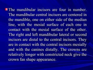 The mandibular incisors are four in number.The mandibular incisors are four in number.
The mandibular central incisors are centered inThe mandibular central incisors are centered in
the mandible, one on either side of the medianthe mandible, one on either side of the median
line, with the mesial surface of each one inline, with the mesial surface of each one in
contact with the mesial surface of the other.contact with the mesial surface of the other.
The right and left mandibular lateral or secondThe right and left mandibular lateral or second
incisors are distal to the central incisors. Theyincisors are distal to the central incisors. They
are in contact with the central incisors mesiallyare in contact with the central incisors mesially
and with the canines distally. The crowns areand with the canines distally. The crowns are
relatively longer with constricted neck give therelatively longer with constricted neck give the
crown fan shape appearance.crown fan shape appearance.
 