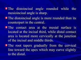 The distoincisal angle rounded while theThe distoincisal angle rounded while the
mesioincisal angle is sharp.mesioincisal angle is sharp.
The distoincisal angle is more rounded than itsThe distoincisal angle is more rounded than its
counterpart in the central.counterpart in the central.
The contact area at the mesial surface isThe contact area at the mesial surface is
located at the incisal third, while distal contactlocated at the incisal third, while distal contact
area is located more cervically at the junctionarea is located more cervically at the junction
of the incisal and middle thirds.of the incisal and middle thirds.
The root tapers gradually from the cervicalThe root tapers gradually from the cervical
line toward the apex which may curve slightlyline toward the apex which may curve slightly
to the distal.to the distal.
 