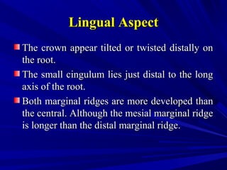 Lingual AspectLingual Aspect
The crown appear tilted or twisted distally onThe crown appear tilted or twisted distally on
the root.the root.
The small cingulum lies just distal to the longThe small cingulum lies just distal to the long
axis of the root.axis of the root.
Both marginal ridges are more developed thanBoth marginal ridges are more developed than
the central. Although the mesial marginal ridgethe central. Although the mesial marginal ridge
is longer than the distal marginal ridge.is longer than the distal marginal ridge.
 