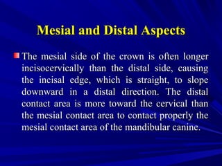 Mesial and Distal AspectsMesial and Distal Aspects
The mesial side of the crown is often longerThe mesial side of the crown is often longer
incisocervically than the distal side, causingincisocervically than the distal side, causing
the incisal edge, which is straight, to slopethe incisal edge, which is straight, to slope
downward in a distal direction. The distaldownward in a distal direction. The distal
contact area is more toward the cervical thancontact area is more toward the cervical than
the mesial contact area to contact properly thethe mesial contact area to contact properly the
mesial contact area of the mandibular canine.mesial contact area of the mandibular canine.
 