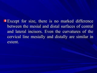 Except for size, there is no marked differenceExcept for size, there is no marked difference
between the mesial and distal surfaces of centralbetween the mesial and distal surfaces of central
and lateral incisors. Even the curvatures of theand lateral incisors. Even the curvatures of the
cervical line mesially and distally are similar incervical line mesially and distally are similar in
extent.extent.
 