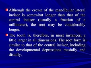 Although the crown of the mandibular lateralAlthough the crown of the mandibular lateral
incisor is somewhat longer than that of theincisor is somewhat longer than that of the
central incisor (usually a fraction of acentral incisor (usually a fraction of a
millimeter), the root may be considerablymillimeter), the root may be considerably
longer.longer.
The tooth is, therefore, in most instances, aThe tooth is, therefore, in most instances, a
little larger in all dimensions. The root form islittle larger in all dimensions. The root form is
similar to that of the central incisor, includingsimilar to that of the central incisor, including
the developmental depressions mesially andthe developmental depressions mesially and
distally.distally.
 