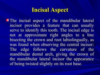 Incisal AspectIncisal Aspect
The incisal aspect of the mandibular lateralThe incisal aspect of the mandibular lateral
incisor provides a feature that can usuallyincisor provides a feature that can usually
serve to identify this tooth. The incisal edge isserve to identify this tooth. The incisal edge is
not at approximate right angles to a linenot at approximate right angles to a line
bisecting the crown and root labiolingually, asbisecting the crown and root labiolingually, as
was found when observing the central incisor:was found when observing the central incisor:
The edge follows the curvature of theThe edge follows the curvature of the
mandibular dental arch, giving the crown ofmandibular dental arch, giving the crown of
the mandibular lateral incisor the appearancethe mandibular lateral incisor the appearance
of being twisted slightly on its root base.of being twisted slightly on its root base.
 
