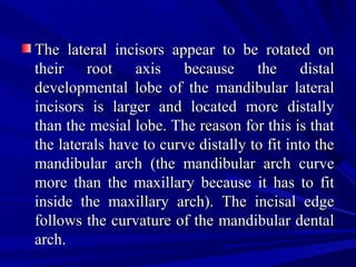 The lateral incisors appear to be rotated onThe lateral incisors appear to be rotated on
their root axis because the distaltheir root axis because the distal
developmental lobe of the mandibular lateraldevelopmental lobe of the mandibular lateral
incisors is larger and located more distallyincisors is larger and located more distally
than the mesial lobe. The reason for this is thatthan the mesial lobe. The reason for this is that
the laterals have to curve distally to fit into thethe laterals have to curve distally to fit into the
mandibular arch (the mandibular arch curvemandibular arch (the mandibular arch curve
more than the maxillary because it has to fitmore than the maxillary because it has to fit
inside the maxillary arch). The incisal edgeinside the maxillary arch). The incisal edge
follows the curvature of the mandibular dentalfollows the curvature of the mandibular dental
arch.arch.
 