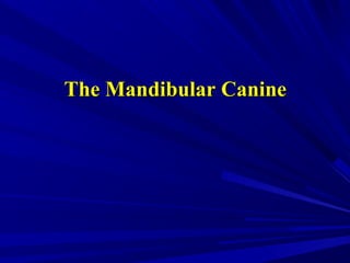 The Mandibular CanineThe Mandibular Canine
 