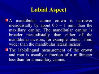 Labial AspectLabial Aspect
A mandibular canine crown is narrowerA mandibular canine crown is narrower
mesiodistally by about 0.5 – 1 mm. than themesiodistally by about 0.5 – 1 mm. than the
maxillary canine. The mandibular canine ismaxillary canine. The mandibular canine is
broader mesiodistally than either of thebroader mesiodistally than either of the
mandibular incisors, for example, about 1 mm.mandibular incisors, for example, about 1 mm.
wider than the mandibular lateral incisor.wider than the mandibular lateral incisor.
The labiolingual measurement of the crownThe labiolingual measurement of the crown
and root is usually a fraction of a millimeterand root is usually a fraction of a millimeter
less than for a maxillary canine.less than for a maxillary canine.
 