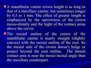A mandibular canine crown length is as long asA mandibular canine crown length is as long as
that of a maxillary canine, but sometimes longerthat of a maxillary canine, but sometimes longer
by 0.5 to 1 mm. The effect of greater length isby 0.5 to 1 mm. The effect of greater length is
emphasized by the narrowness of the crownemphasized by the narrowness of the crown
mesio-distally and the hight of the contact areasmesio-distally and the hight of the contact areas
above the cervix.above the cervix.
The mesial outline of the crown of theThe mesial outline of the crown of the
mandibular canine is nearly straight (slightlymandibular canine is nearly straight (slightly
convex) with the mesial outline of the root. Soconvex) with the mesial outline of the root. So
the mesial side of the crown doesn’t bulge orthe mesial side of the crown doesn’t bulge or
project beyond the root outline. The mesialproject beyond the root outline. The mesial
contact area is near the mesio-incisal angle thancontact area is near the mesio-incisal angle than
the maxillary counterpart.the maxillary counterpart.
 