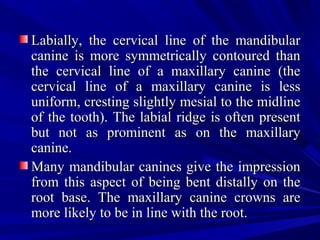 Labially, the cervical line of the mandibularLabially, the cervical line of the mandibular
canine is more symmetrically contoured thancanine is more symmetrically contoured than
the cervical line of a maxillary canine (thethe cervical line of a maxillary canine (the
cervical line of a maxillary canine is lesscervical line of a maxillary canine is less
uniform, cresting slightly mesial to the midlineuniform, cresting slightly mesial to the midline
of the tooth). The labial ridge is often presentof the tooth). The labial ridge is often present
but not as prominent as on the maxillarybut not as prominent as on the maxillary
canine.canine.
Many mandibular canines give the impressionMany mandibular canines give the impression
from this aspect of being bent distally on thefrom this aspect of being bent distally on the
root base. The maxillary canine crowns areroot base. The maxillary canine crowns are
more likely to be in line with the root.more likely to be in line with the root.
 