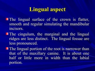 Lingual aspectLingual aspect
The lingual surface of the crown is flatter,The lingual surface of the crown is flatter,
smooth and regular simulating the mandibularsmooth and regular simulating the mandibular
incisors.incisors.
The cingulum, the marginal and the lingualThe cingulum, the marginal and the lingual
ridges are less distinct. The lingual fossae areridges are less distinct. The lingual fossae are
less pronounced.less pronounced.
The lingual portion of the root is narrower thanThe lingual portion of the root is narrower than
that of the maxillary canine. It is about onethat of the maxillary canine. It is about one
half or little more in width than the labialhalf or little more in width than the labial
portion.portion.
 