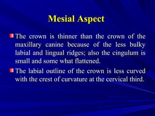 Mesial AspectMesial Aspect
The crown is thinner than the crown of theThe crown is thinner than the crown of the
maxillary canine because of the less bulkymaxillary canine because of the less bulky
labial and lingual ridges; also the cingulum islabial and lingual ridges; also the cingulum is
small and some what flattened.small and some what flattened.
The labial outline of the crown is less curvedThe labial outline of the crown is less curved
with the crest of curvature at the cervical third.with the crest of curvature at the cervical third.
 
