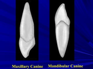 Mandibular CanineMaxillary Canine
 