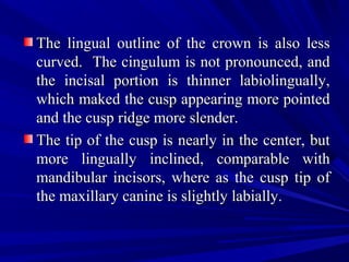 The lingual outline of the crown is also lessThe lingual outline of the crown is also less
curved. The cingulum is not pronounced, andcurved. The cingulum is not pronounced, and
the incisal portion is thinner labiolingually,the incisal portion is thinner labiolingually,
which maked the cusp appearing more pointedwhich maked the cusp appearing more pointed
and the cusp ridge more slender.and the cusp ridge more slender.
The tip of the cusp is nearly in the center, butThe tip of the cusp is nearly in the center, but
more lingually inclined, comparable withmore lingually inclined, comparable with
mandibular incisors, where as the cusp tip ofmandibular incisors, where as the cusp tip of
the maxillary canine is slightly labially.the maxillary canine is slightly labially.
 