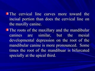 The cervical line curves more toward theThe cervical line curves more toward the
incisal portion than does the cervical line onincisal portion than does the cervical line on
the maxilly canine.the maxilly canine.
The roots of the maxillary and the mandibularThe roots of the maxillary and the mandibular
canines are similar, but the mesialcanines are similar, but the mesial
developmental depression on the root of thedevelopmental depression on the root of the
mandibular canine is more pronounced. Somemandibular canine is more pronounced. Some
times the root of the mandibuar is bifurcatedtimes the root of the mandibuar is bifurcated
specially at the apical third.specially at the apical third.
 