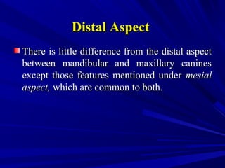 Distal AspectDistal Aspect
There is little difference from the distal aspectThere is little difference from the distal aspect
between mandibular and maxillary caninesbetween mandibular and maxillary canines
except those features mentioned underexcept those features mentioned under mesialmesial
aspect,aspect, which are common to both.which are common to both.
 