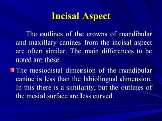 Incisal AspectIncisal Aspect
The outlines of the crowns of mandibularThe outlines of the crowns of mandibular
and maxillary canines from the incisal aspectand maxillary canines from the incisal aspect
are often similar. The main differences to beare often similar. The main differences to be
noted are these:noted are these:
The mesiodistal dimension of the mandibularThe mesiodistal dimension of the mandibular
canine is less than the labiolingual dimension.canine is less than the labiolingual dimension.
In this there is a similarity, but the outlines ofIn this there is a similarity, but the outlines of
the mesial surface are less curved.the mesial surface are less curved.
 