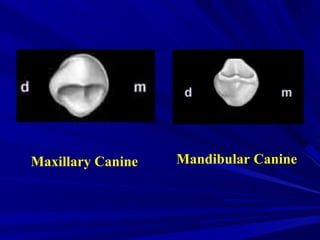 Mandibular CanineMaxillary Canine
 