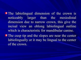The labiolingual dimension of the crown isThe labiolingual dimension of the crown is
noticeably larger than the mesiodistalnoticeably larger than the mesiodistal
dimension due to narrow crown, this give thedimension due to narrow crown, this give the
incisal view an oblong labiolingual outlineincisal view an oblong labiolingual outline
which is characteristic for mandibular canine.which is characteristic for mandibular canine.
The cusp tip and the slopes are near the centerThe cusp tip and the slopes are near the center
labiolingually or it may be lingual to the centerlabiolingually or it may be lingual to the center
of the crown.of the crown.
 