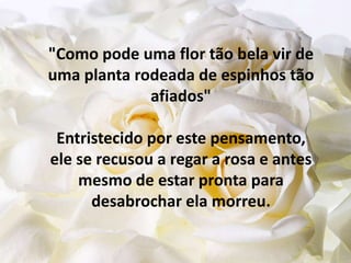 "Como pode uma flor tão bela vir de uma planta rodeada de espinhos tão afiados"Entristecido por este pensamento, ele se recusou a regar a rosa e antes mesmo de estar pronta para desabrochar ela morreu.
