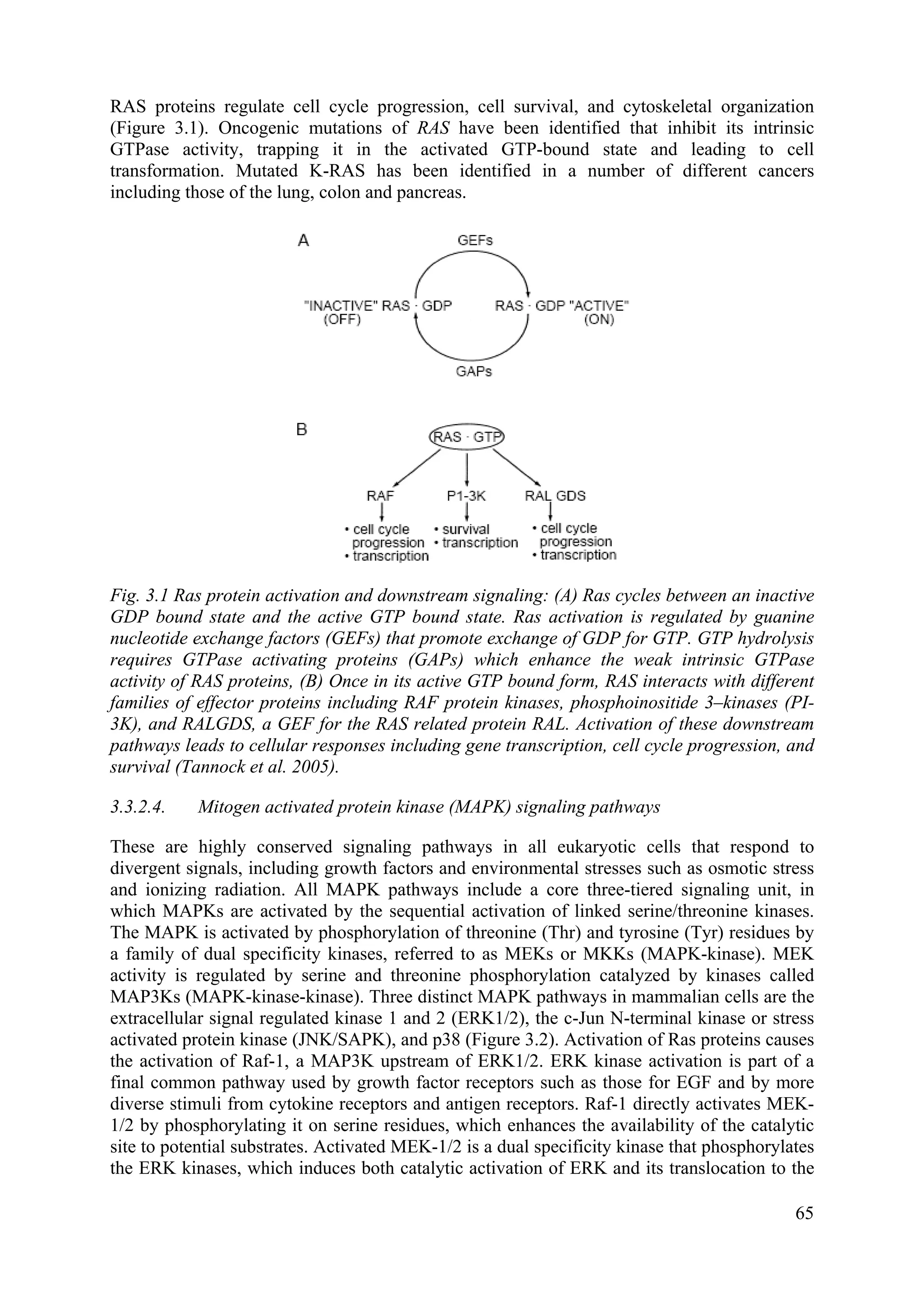 RAS proteins regulate cell cycle progression, cell survival, and cytoskeletal organization
(Figure 3.1). Oncogenic mutations of RAS have been identified that inhibit its intrinsic
GTPase activity, trapping it in the activated GTP-bound state and leading to cell
transformation. Mutated K-RAS has been identified in a number of different cancers
including those of the lung, colon and pancreas.
Fig. 3.1 Ras protein activation and downstream signaling: (A) Ras cycles between an inactive
GDP bound state and the active GTP bound state. Ras activation is regulated by guanine
nucleotide exchange factors (GEFs) that promote exchange of GDP for GTP. GTP hydrolysis
requires GTPase activating proteins (GAPs) which enhance the weak intrinsic GTPase
activity of RAS proteins, (B) Once in its active GTP bound form, RAS interacts with different
families of effector proteins including RAF protein kinases, phosphoinositide 3–kinases (PI-
3K), and RALGDS, a GEF for the RAS related protein RAL. Activation of these downstream
pathways leads to cellular responses including gene transcription, cell cycle progression, and
survival (Tannock et al. 2005).
3.3.2.4. Mitogen activated protein kinase (MAPK) signaling pathways
These are highly conserved signaling pathways in all eukaryotic cells that respond to
divergent signals, including growth factors and environmental stresses such as osmotic stress
and ionizing radiation. All MAPK pathways include a core three-tiered signaling unit, in
which MAPKs are activated by the sequential activation of linked serine/threonine kinases.
The MAPK is activated by phosphorylation of threonine (Thr) and tyrosine (Tyr) residues by
a family of dual specificity kinases, referred to as MEKs or MKKs (MAPK-kinase). MEK
activity is regulated by serine and threonine phosphorylation catalyzed by kinases called
MAP3Ks (MAPK-kinase-kinase). Three distinct MAPK pathways in mammalian cells are the
extracellular signal regulated kinase 1 and 2 (ERK1/2), the c-Jun N-terminal kinase or stress
activated protein kinase (JNK/SAPK), and p38 (Figure 3.2). Activation of Ras proteins causes
the activation of Raf-1, a MAP3K upstream of ERK1/2. ERK kinase activation is part of a
final common pathway used by growth factor receptors such as those for EGF and by more
diverse stimuli from cytokine receptors and antigen receptors. Raf-1 directly activates MEK-
1/2 by phosphorylating it on serine residues, which enhances the availability of the catalytic
site to potential substrates. Activated MEK-1/2 is a dual specificity kinase that phosphorylates
the ERK kinases, which induces both catalytic activation of ERK and its translocation to the
65
 