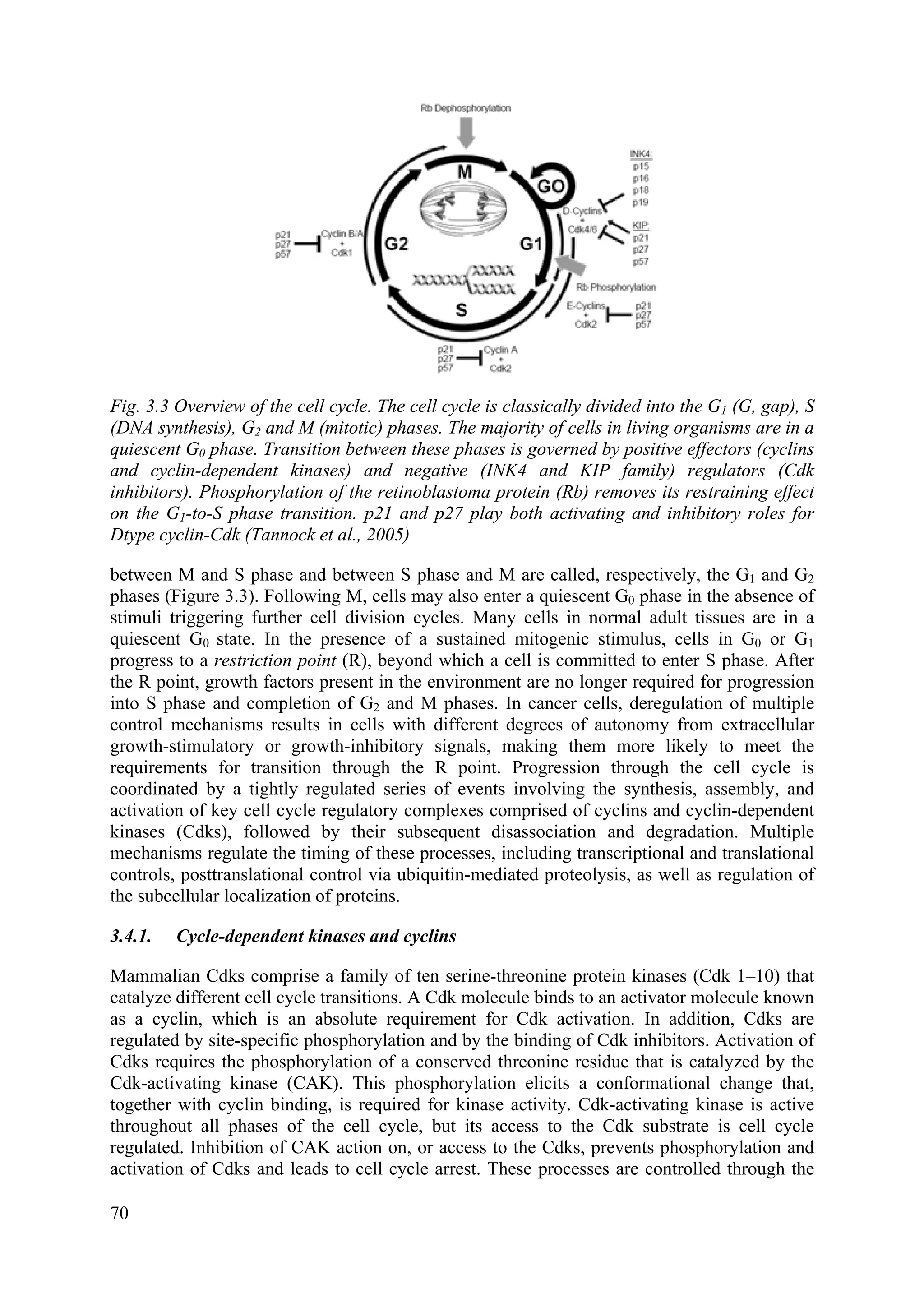 Fig. 3.3 Overview of the cell cycle. The cell cycle is classically divided into the G1 (G, gap), S
(DNA synthesis), G2 and M (mitotic) phases. The majority of cells in living organisms are in a
quiescent G0 phase. Transition between these phases is governed by positive effectors (cyclins
and cyclin-dependent kinases) and negative (INK4 and KIP family) regulators (Cdk
inhibitors). Phosphorylation of the retinoblastoma protein (Rb) removes its restraining effect
on the G1-to-S phase transition. p21 and p27 play both activating and inhibitory roles for
Dtype cyclin-Cdk (Tannock et al., 2005)
between M and S phase and between S phase and M are called, respectively, the G1 and G2
phases (Figure 3.3). Following M, cells may also enter a quiescent G0 phase in the absence of
stimuli triggering further cell division cycles. Many cells in normal adult tissues are in a
quiescent G0 state. In the presence of a sustained mitogenic stimulus, cells in G0 or G1
progress to a restriction point (R), beyond which a cell is committed to enter S phase. After
the R point, growth factors present in the environment are no longer required for progression
into S phase and completion of G2 and M phases. In cancer cells, deregulation of multiple
control mechanisms results in cells with different degrees of autonomy from extracellular
growth-stimulatory or growth-inhibitory signals, making them more likely to meet the
requirements for transition through the R point. Progression through the cell cycle is
coordinated by a tightly regulated series of events involving the synthesis, assembly, and
activation of key cell cycle regulatory complexes comprised of cyclins and cyclin-dependent
kinases (Cdks), followed by their subsequent disassociation and degradation. Multiple
mechanisms regulate the timing of these processes, including transcriptional and translational
controls, posttranslational control via ubiquitin-mediated proteolysis, as well as regulation of
the subcellular localization of proteins.
3.4.1. Cycle-dependent kinases and cyclins
Mammalian Cdks comprise a family of ten serine-threonine protein kinases (Cdk 1–10) that
catalyze different cell cycle transitions. A Cdk molecule binds to an activator molecule known
as a cyclin, which is an absolute requirement for Cdk activation. In addition, Cdks are
regulated by site-specific phosphorylation and by the binding of Cdk inhibitors. Activation of
Cdks requires the phosphorylation of a conserved threonine residue that is catalyzed by the
Cdk-activating kinase (CAK). This phosphorylation elicits a conformational change that,
together with cyclin binding, is required for kinase activity. Cdk-activating kinase is active
throughout all phases of the cell cycle, but its access to the Cdk substrate is cell cycle
regulated. Inhibition of CAK action on, or access to the Cdks, prevents phosphorylation and
activation of Cdks and leads to cell cycle arrest. These processes are controlled through the
70
 