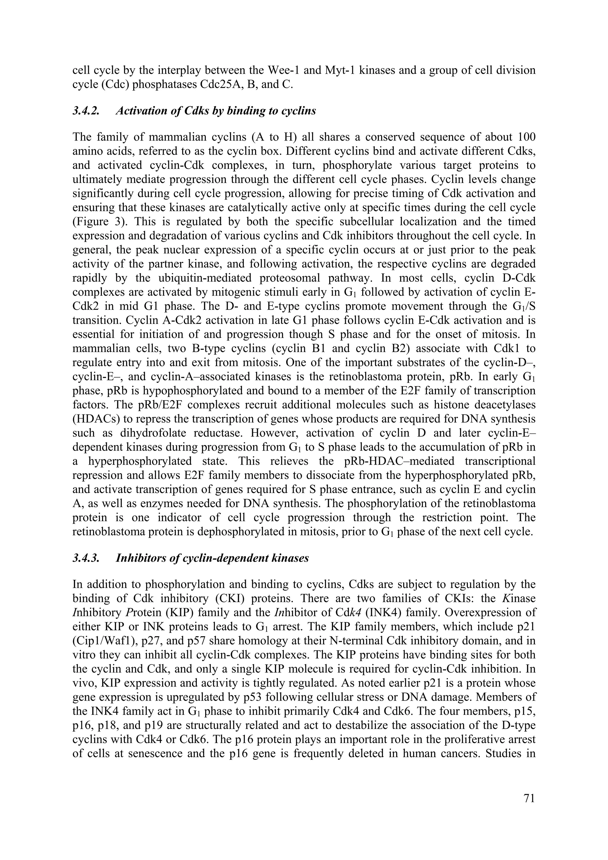 cell cycle by the interplay between the Wee-1 and Myt-1 kinases and a group of cell division
cycle (Cdc) phosphatases Cdc25A, B, and C.
3.4.2. Activation of Cdks by binding to cyclins
The family of mammalian cyclins (A to H) all shares a conserved sequence of about 100
amino acids, referred to as the cyclin box. Different cyclins bind and activate different Cdks,
and activated cyclin-Cdk complexes, in turn, phosphorylate various target proteins to
ultimately mediate progression through the different cell cycle phases. Cyclin levels change
significantly during cell cycle progression, allowing for precise timing of Cdk activation and
ensuring that these kinases are catalytically active only at specific times during the cell cycle
(Figure 3). This is regulated by both the specific subcellular localization and the timed
expression and degradation of various cyclins and Cdk inhibitors throughout the cell cycle. In
general, the peak nuclear expression of a specific cyclin occurs at or just prior to the peak
activity of the partner kinase, and following activation, the respective cyclins are degraded
rapidly by the ubiquitin-mediated proteosomal pathway. In most cells, cyclin D-Cdk
complexes are activated by mitogenic stimuli early in G1 followed by activation of cyclin E-
Cdk2 in mid G1 phase. The D- and E-type cyclins promote movement through the G1/S
transition. Cyclin A-Cdk2 activation in late G1 phase follows cyclin E-Cdk activation and is
essential for initiation of and progression though S phase and for the onset of mitosis. In
mammalian cells, two B-type cyclins (cyclin B1 and cyclin B2) associate with Cdk1 to
regulate entry into and exit from mitosis. One of the important substrates of the cyclin-D–,
cyclin-E–, and cyclin-A–associated kinases is the retinoblastoma protein, pRb. In early G1
phase, pRb is hypophosphorylated and bound to a member of the E2F family of transcription
factors. The pRb/E2F complexes recruit additional molecules such as histone deacetylases
(HDACs) to repress the transcription of genes whose products are required for DNA synthesis
such as dihydrofolate reductase. However, activation of cyclin D and later cyclin-E–
dependent kinases during progression from G1 to S phase leads to the accumulation of pRb in
a hyperphosphorylated state. This relieves the pRb-HDAC–mediated transcriptional
repression and allows E2F family members to dissociate from the hyperphosphorylated pRb,
and activate transcription of genes required for S phase entrance, such as cyclin E and cyclin
A, as well as enzymes needed for DNA synthesis. The phosphorylation of the retinoblastoma
protein is one indicator of cell cycle progression through the restriction point. The
retinoblastoma protein is dephosphorylated in mitosis, prior to G1 phase of the next cell cycle.
3.4.3. Inhibitors of cyclin-dependent kinases
In addition to phosphorylation and binding to cyclins, Cdks are subject to regulation by the
binding of Cdk inhibitory (CKI) proteins. There are two families of CKIs: the Kinase
Inhibitory Protein (KIP) family and the Inhibitor of Cdk4 (INK4) family. Overexpression of
either KIP or INK proteins leads to G1 arrest. The KIP family members, which include p21
(Cip1/Waf1), p27, and p57 share homology at their N-terminal Cdk inhibitory domain, and in
vitro they can inhibit all cyclin-Cdk complexes. The KIP proteins have binding sites for both
the cyclin and Cdk, and only a single KIP molecule is required for cyclin-Cdk inhibition. In
vivo, KIP expression and activity is tightly regulated. As noted earlier p21 is a protein whose
gene expression is upregulated by p53 following cellular stress or DNA damage. Members of
the INK4 family act in G1 phase to inhibit primarily Cdk4 and Cdk6. The four members, p15,
p16, p18, and p19 are structurally related and act to destabilize the association of the D-type
cyclins with Cdk4 or Cdk6. The p16 protein plays an important role in the proliferative arrest
of cells at senescence and the p16 gene is frequently deleted in human cancers. Studies in
71
 