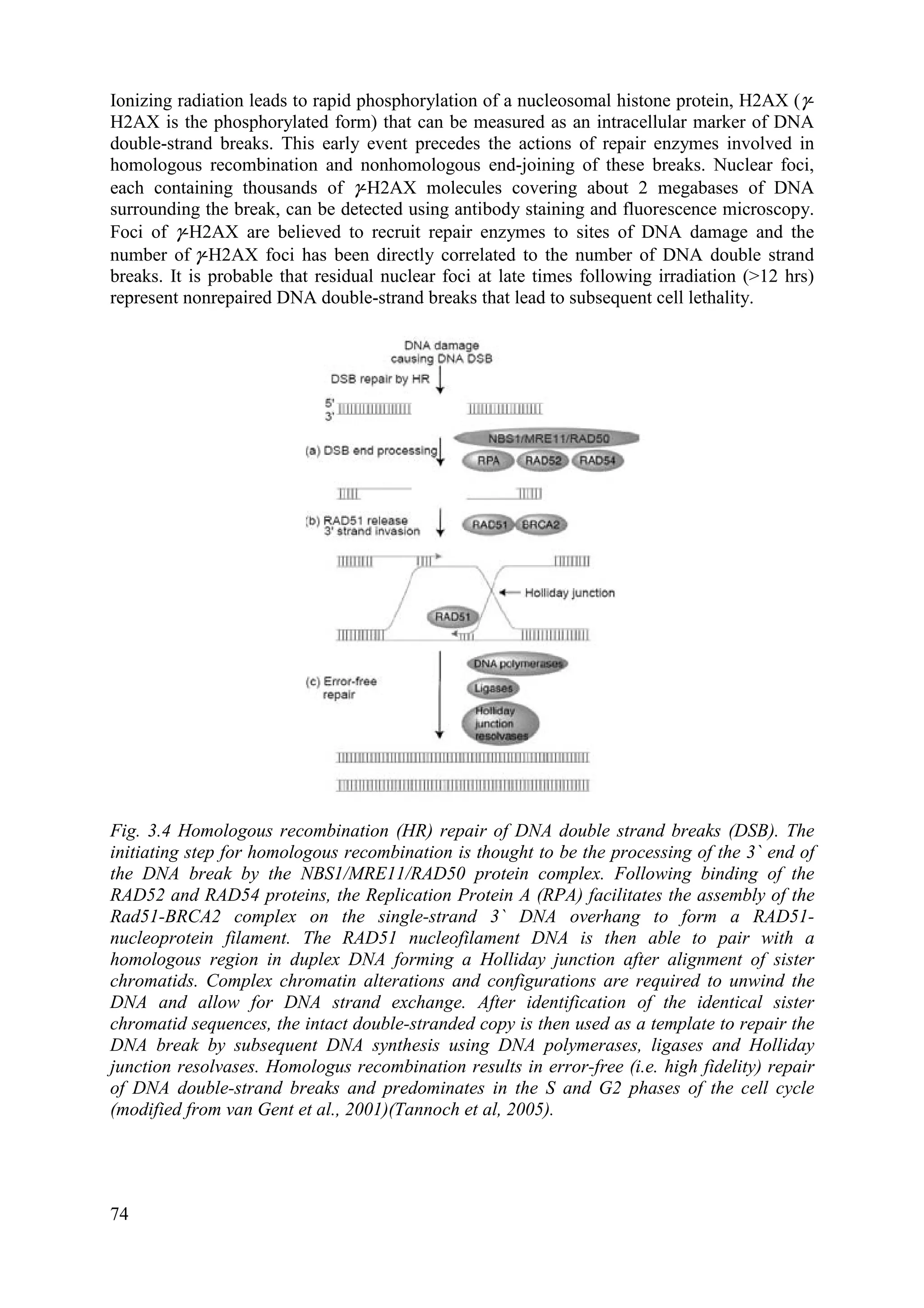 Ionizing radiation leads to rapid phosphorylation of a nucleosomal histone protein, H2AX (γ-
H2AX is the phosphorylated form) that can be measured as an intracellular marker of DNA
double-strand breaks. This early event precedes the actions of repair enzymes involved in
homologous recombination and nonhomologous end-joining of these breaks. Nuclear foci,
each containing thousands of γ-H2AX molecules covering about 2 megabases of DNA
surrounding the break, can be detected using antibody staining and fluorescence microscopy.
Foci of γ-H2AX are believed to recruit repair enzymes to sites of DNA damage and the
number of γ-H2AX foci has been directly correlated to the number of DNA double strand
breaks. It is probable that residual nuclear foci at late times following irradiation (>12 hrs)
represent nonrepaired DNA double-strand breaks that lead to subsequent cell lethality.
Fig. 3.4 Homologous recombination (HR) repair of DNA double strand breaks (DSB). The
initiating step for homologous recombination is thought to be the processing of the 3` end of
the DNA break by the NBS1/MRE11/RAD50 protein complex. Following binding of the
RAD52 and RAD54 proteins, the Replication Protein A (RPA) facilitates the assembly of the
Rad51-BRCA2 complex on the single-strand 3` DNA overhang to form a RAD51-
nucleoprotein filament. The RAD51 nucleofilament DNA is then able to pair with a
homologous region in duplex DNA forming a Holliday junction after alignment of sister
chromatids. Complex chromatin alterations and configurations are required to unwind the
DNA and allow for DNA strand exchange. After identification of the identical sister
chromatid sequences, the intact double-stranded copy is then used as a template to repair the
DNA break by subsequent DNA synthesis using DNA polymerases, ligases and Holliday
junction resolvases. Homologus recombination results in error-free (i.e. high fidelity) repair
of DNA double-strand breaks and predominates in the S and G2 phases of the cell cycle
(modified from van Gent et al., 2001)(Tannoch et al, 2005).
74
 
