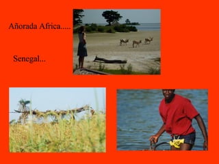 Añorada Africa..... Senegal... 