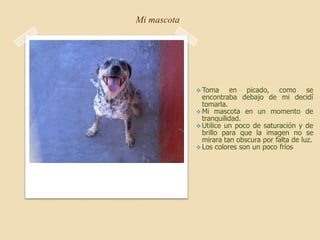 Mi mascota
 Toma en picado, como se
encontraba debajo de mi decidí
tomarla.
 Mi mascota en un momento de
tranquilidad.
 Utilice un poco de saturación y de
brillo para que la imagen no se
mirara tan obscura por falta de luz.
 Los colores son un poco fríos
 