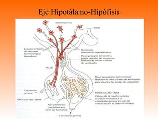 Eje Hipotàlamo-Hipòfisis 