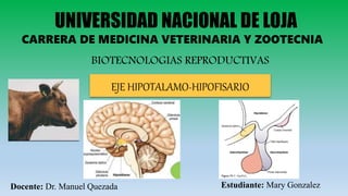 UNIVERSIDAD NACIONAL DE LOJA
CARRERA DE MEDICINA VETERINARIA Y ZOOTECNIA
BIOTECNOLOGIAS REPRODUCTIVAS
EJE HIPOTALAMO-HIPOFISARIO
Docente: Dr. Manuel Quezada Estudiante: Mary Gonzalez
 