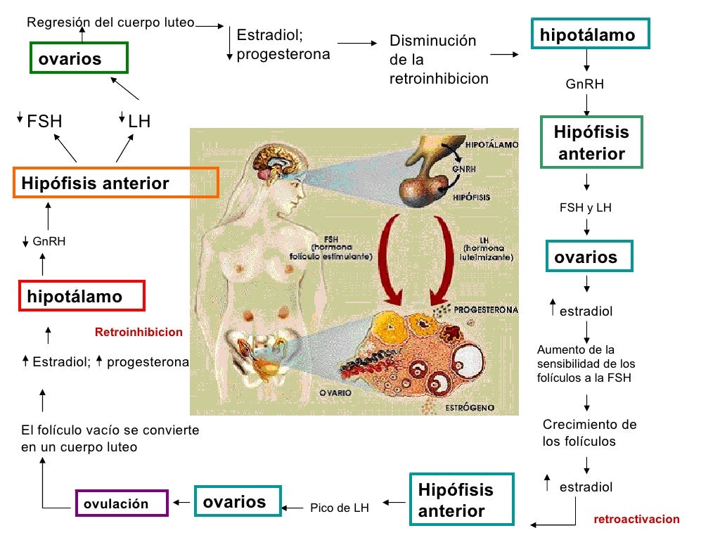 Eje hipotálamo hipófisis ovario