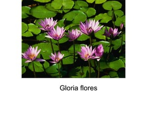 Gloria flores 