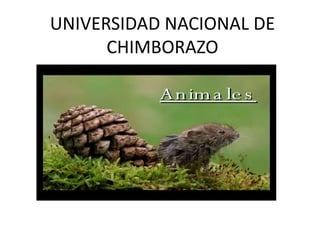 UNIVERSIDAD NACIONAL DE
CHIMBORAZO

 