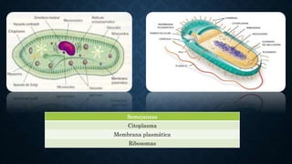 Semejanzas
Citoplasma
Membrana plasmática
Ribosomas
 