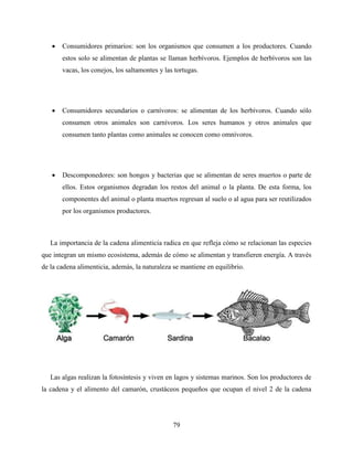 79
 Consumidores primarios: son los organismos que consumen a los productores. Cuando
estos solo se alimentan de plantas se llaman herbívoros. Ejemplos de herbívoros son las
vacas, los conejos, los saltamontes y las tortugas.
 Consumidores secundarios o carnívoros: se alimentan de los herbívoros. Cuando sólo
consumen otros animales son carnívoros. Los seres humanos y otros animales que
consumen tanto plantas como animales se conocen como omnívoros.
 Descomponedores: son hongos y bacterias que se alimentan de seres muertos o parte de
ellos. Estos organismos degradan los restos del animal o la planta. De esta forma, los
componentes del animal o planta muertos regresan al suelo o al agua para ser reutilizados
por los organismos productores.
La importancia de la cadena alimenticia radica en que refleja cómo se relacionan las especies
que integran un mismo ecosistema, además de cómo se alimentan y transfieren energía. A través
de la cadena alimenticia, además, la naturaleza se mantiene en equilibrio.
Las algas realizan la fotosíntesis y viven en lagos y sistemas marinos. Son los productores de
la cadena y el alimento del camarón, crustáceos pequeños que ocupan el nivel 2 de la cadena
 