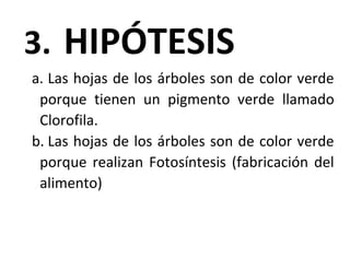 3. HIPÓTESIS
a. Las hojas de los árboles son de color verde
porque tienen un pigmento verde llamado
Clorofila.
b. Las hojas de los árboles son de color verde
porque realizan Fotosíntesis (fabricación del
alimento)
 