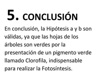 5. CONCLUSIÓN
En conclusión, la Hipótesis a y b son
válidas, ya que las hojas de los
árboles son verdes por la
presentación de un pigmento verde
llamado Clorofila, indispensable
para realizar la Fotosíntesis.
 
