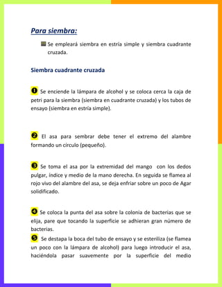 Para siembra:
Se empleará siembra en estría simple y siembra cuadrante
cruzada.
Siembra cuadrante cruzada
 Se enciende la lámpara de alcohol y se coloca cerca la caja de
petri para la siembra (siembra en cuadrante cruzada) y los tubos de
ensayo (siembra en estría simple).
 El asa para sembrar debe tener el extremo del alambre
formando un círculo (pequeño).
 Se toma el asa por la extremidad del mango con los dedos
pulgar, índice y medio de la mano derecha. En seguida se flamea al
rojo vivo del alambre del asa, se deja enfriar sobre un poco de Agar
solidificado.
 Se coloca la punta del asa sobre la colonia de bacterias que se
elija, pare que tocando la superficie se adhieran gran número de
bacterias.
 Se destapa la boca del tubo de ensayo y se esteriliza (se flamea
un poco con la lámpara de alcohol) para luego introducir el asa,
haciéndola pasar suavemente por la superficie del medio
 