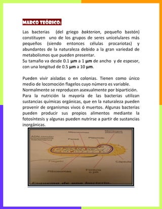 Marco Teórico: 2
Las bacterias (del griego bakterion, pequeño bastón)
constituyen uno de los grupos de seres unicelulares más
pequeños (siendo entonces células procariotas) y
abundantes de la naturaleza debido a la gran variedad de
metabolismos que pueden presentar.
Su tamaño va desde 0.1 µm a 1 µm de ancho y de espesor,
con una longitud de 0.5 µm a 10 µm.
Pueden vivir aisladas o en colonias. Tienen como único
medio de locomoción flagelos cuyo número es variable.
Normalmente se reproducen asexualmente por bipartición.
Para la nutrición la mayoría de las bacterias utilizan
sustancias químicas orgánicas, que en la naturaleza pueden
provenir de organismos vivos ó muertos. Algunas bacterias
pueden producir sus propios alimentos mediante la
fotosíntesis y algunas pueden nutrirse a partir de sustancias
inorgánicas.
 