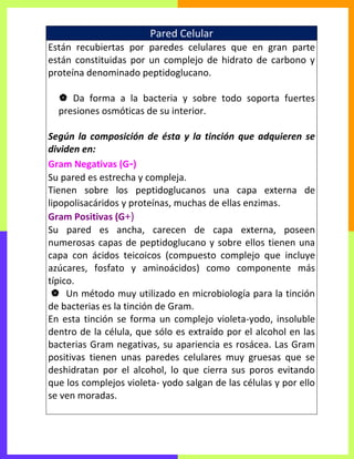 Pared Celular
Están recubiertas por paredes celulares que en gran parte
están constituidas por un complejo de hidrato de carbono y
proteína denominado peptidoglucano.
 Da forma a la bacteria y sobre todo soporta fuertes
presiones osmóticas de su interior.
Según la composición de ésta y la tinción que adquieren se
dividen en:
Gram Negativas (G-)
Su pared es estrecha y compleja.
Tienen sobre los peptidoglucanos una capa externa de
lipopolisacáridos y proteínas, muchas de ellas enzimas.
Gram Positivas (G+)
Su pared es ancha, carecen de capa externa, poseen
numerosas capas de peptidoglucano y sobre ellos tienen una
capa con ácidos teicoicos (compuesto complejo que incluye
azúcares, fosfato y aminoácidos) como componente más
típico.
 Un método muy utilizado en microbiología para la tinción
de bacterias es la tinción de Gram.
En esta tinción se forma un complejo violeta-yodo, insoluble
dentro de la célula, que sólo es extraído por el alcohol en las
bacterias Gram negativas, su apariencia es rosácea. Las Gram
positivas tienen unas paredes celulares muy gruesas que se
deshidratan por el alcohol, lo que cierra sus poros evitando
que los complejos violeta- yodo salgan de las células y por ello
se ven moradas.
 